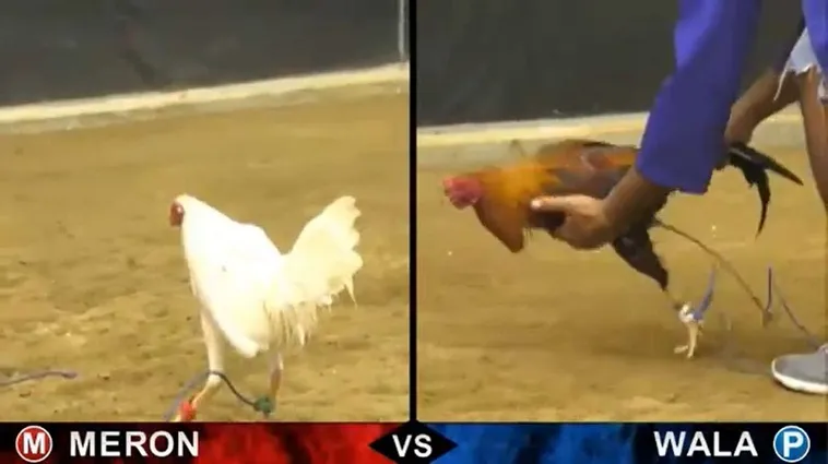 Hướng Dẫn Cách Chơi Đá Gà Sabong Tại E2BET Từ A Đến Z Cho Kê Thủ 2 Hướng Dẫn Cách Chơi Đá Gà Sabong Tại E2BET Từ A Đến Z Cho Kê Thủ